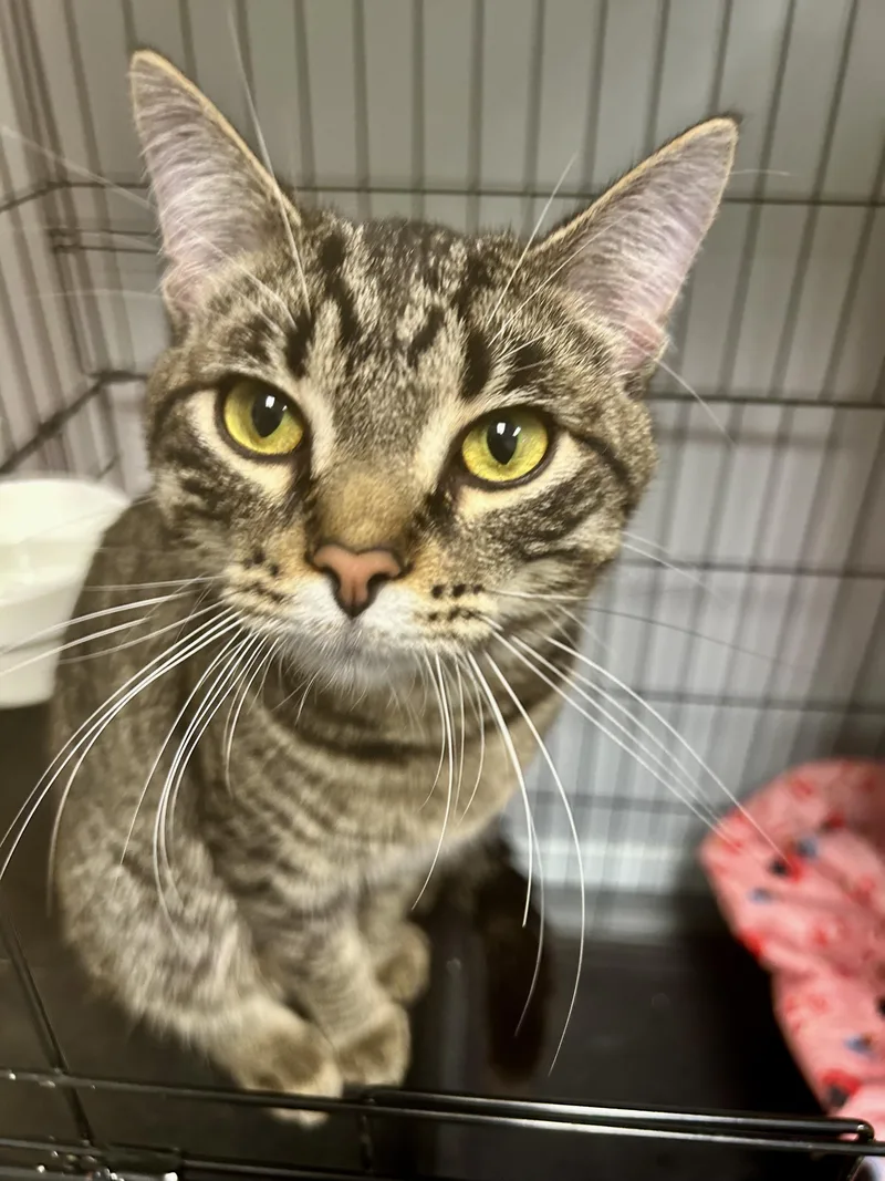A young medium-sized male Tabby (Brown / Chocolate) Tabby cat named Kingsley for adoption in Grand Rapids, MI