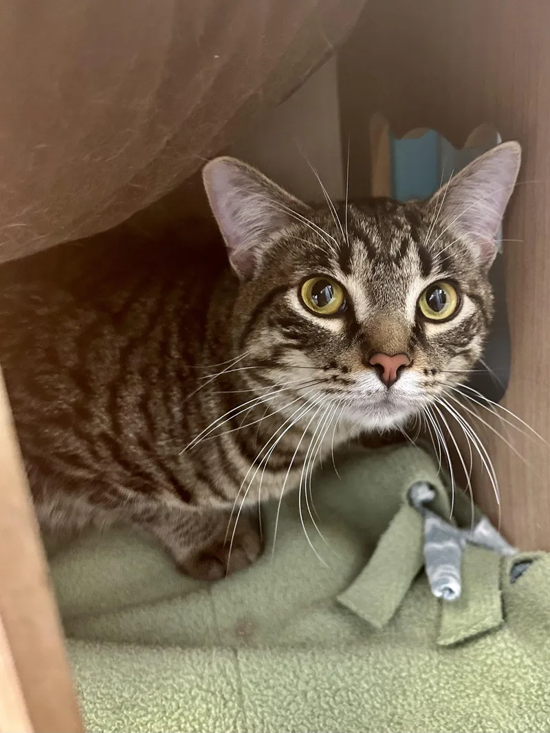 Kingsley thumbnail 6