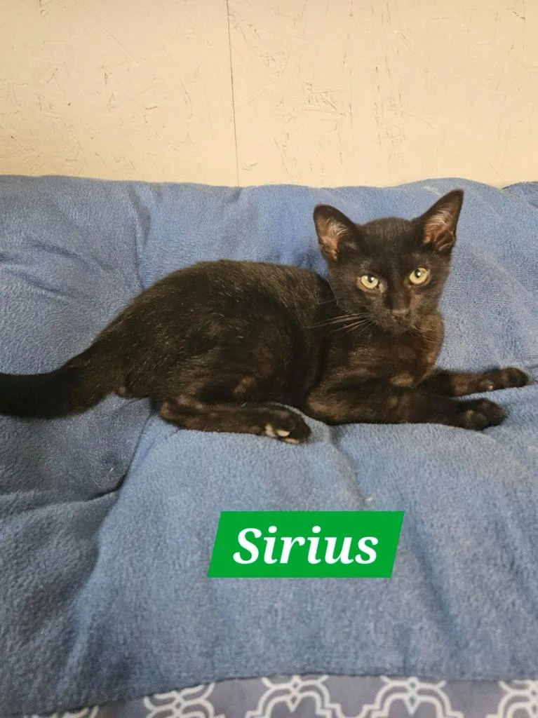 A baby large-sized male Domestic Short Hair cat named Sirius for adoption in Manchester, TN