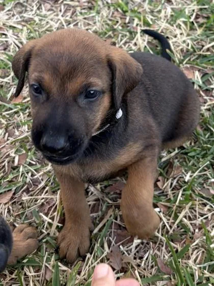 A baby medium-sized female Belgian Shepherd / Malinois dog named Aspen for adoption in Fort Worth, TX
