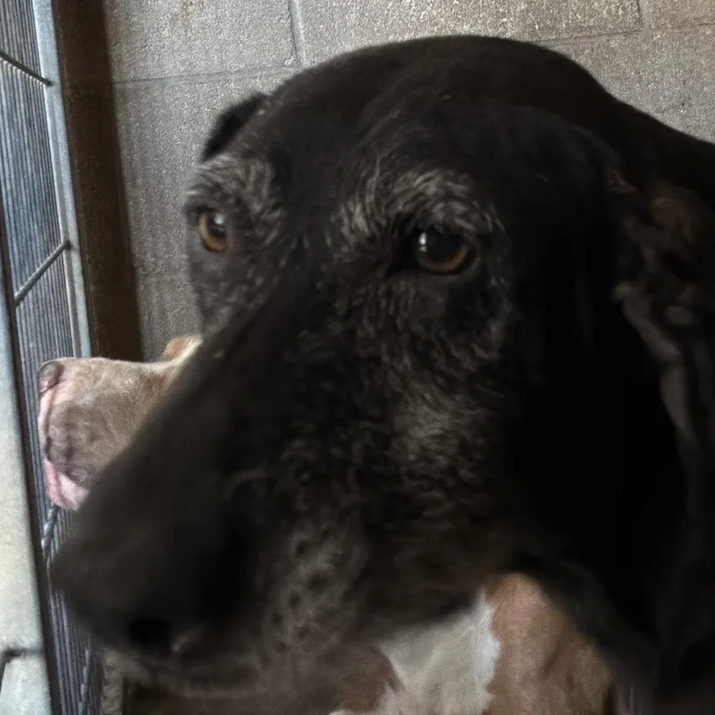 An adult medium-sized female Black Labrador Retriever dog named Jazz for adoption in Yuma, AZ