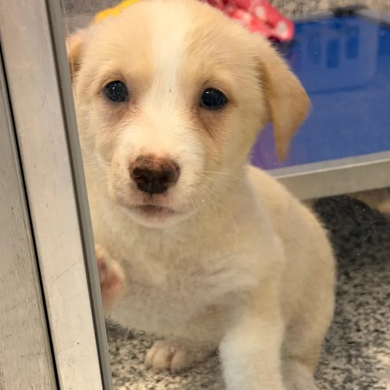 A baby small-sized female Yellow / Tan / Blond / Fawn Border Collie dog named Cece for adoption in Madisonville, TN