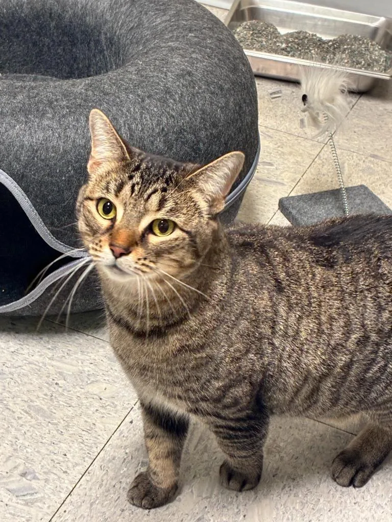 A young medium-sized female Domestic Short Hair cat named Latte for adoption in Sandusky, OH