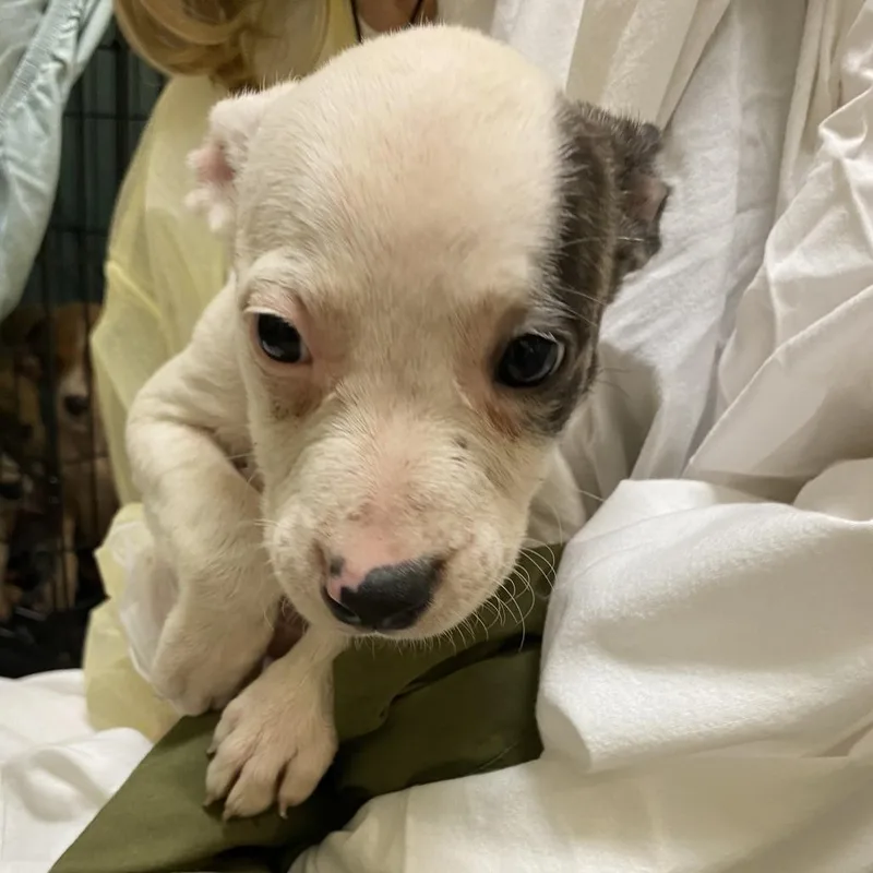 A baby small-sized female White / Cream Mixed Breed dog named Rubble for adoption in Lynchburg, VA
