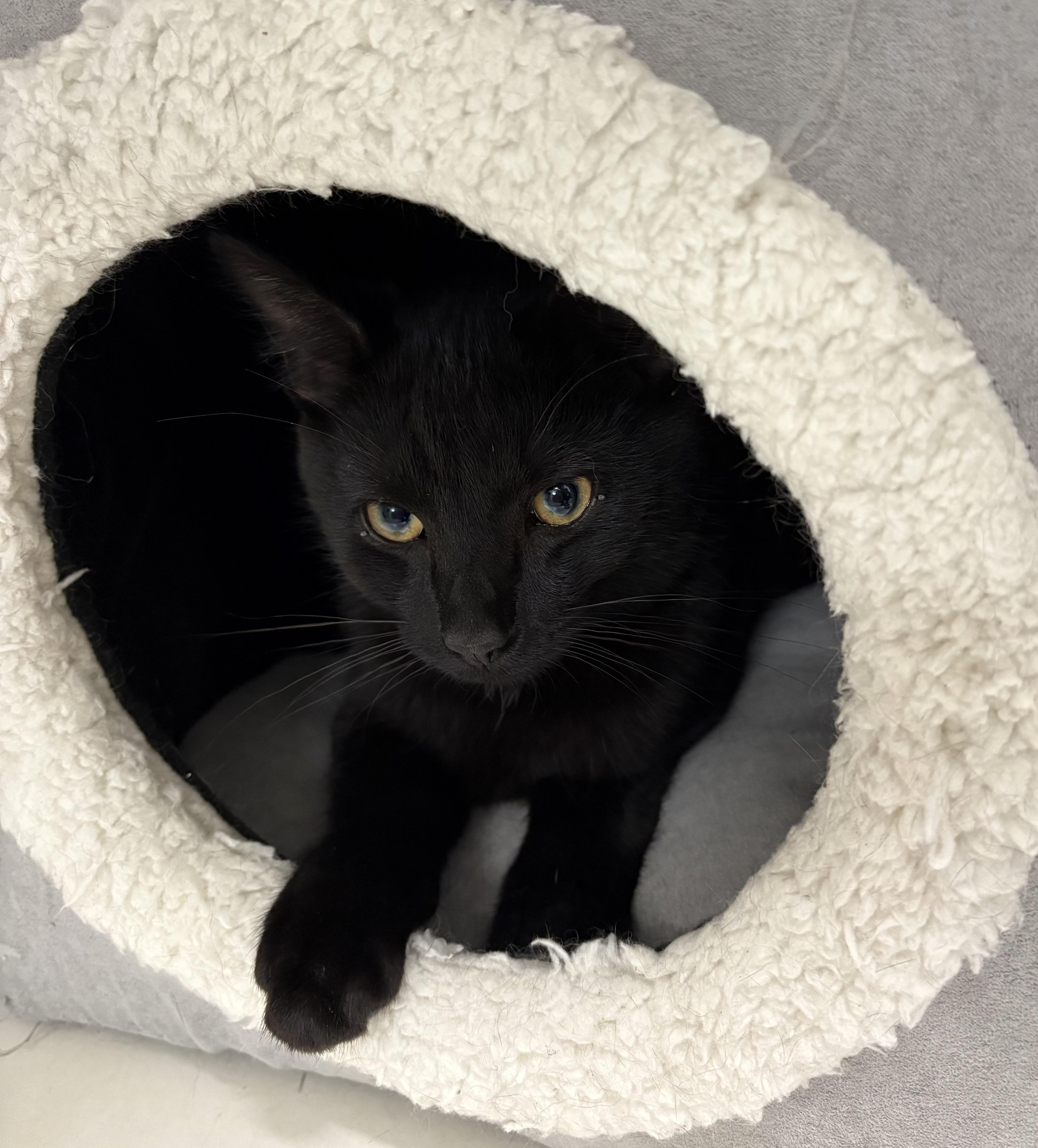 Toothless