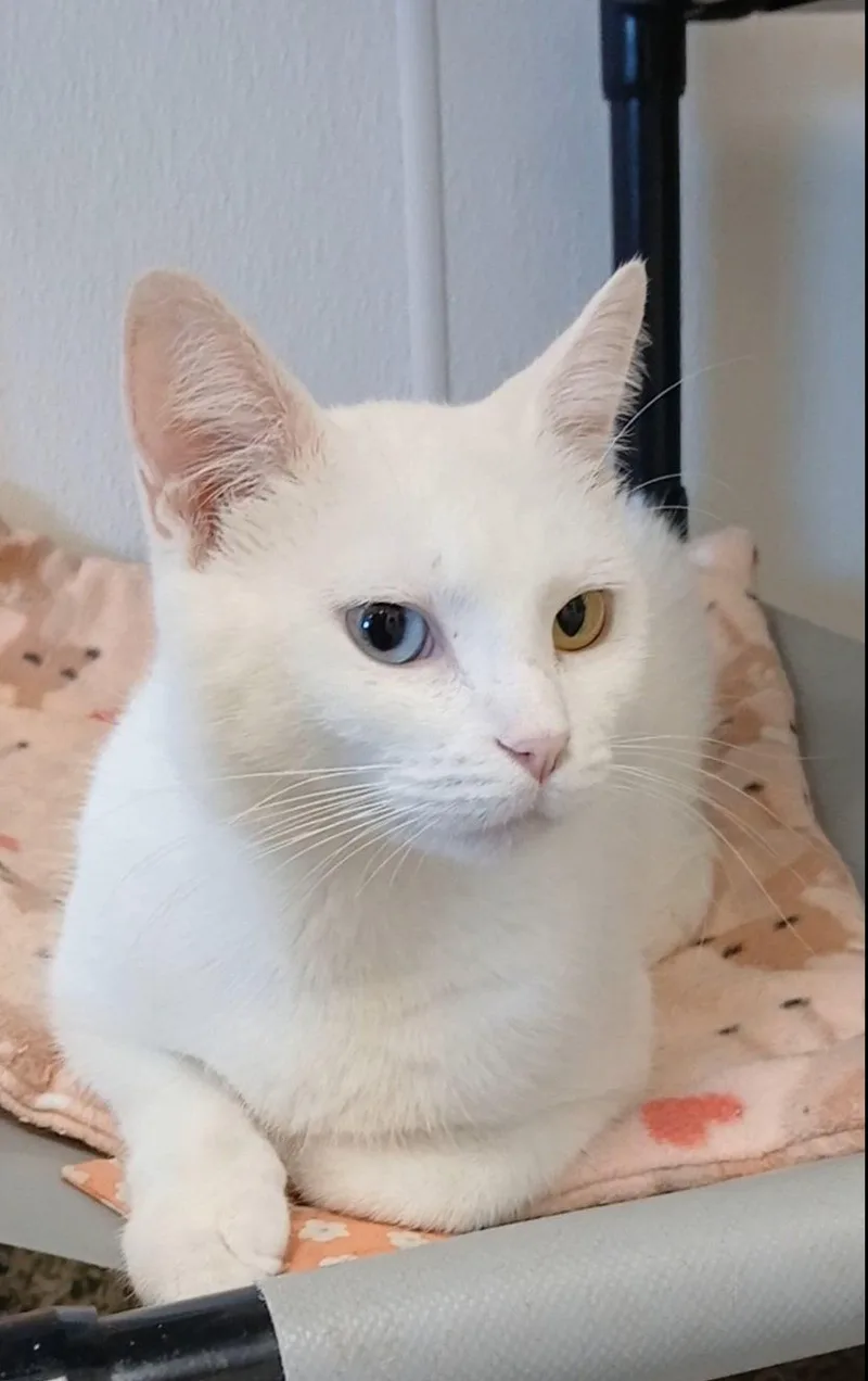 An adult medium-sized female White Domestic Short Hair cat named Opal for adoption in Bay City, MI