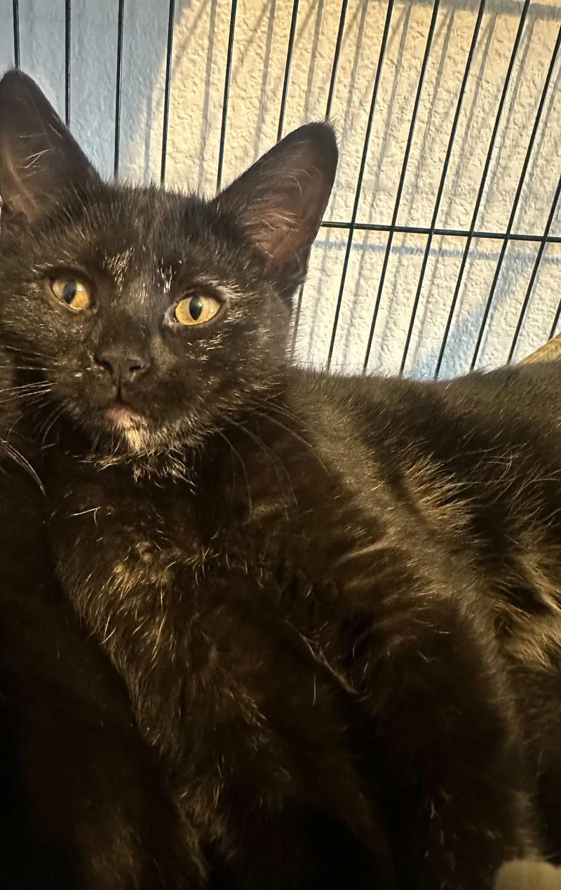 A baby medium-sized female Domestic Short Hair cat named Lilibo for adoption in Colorado Springs, CO