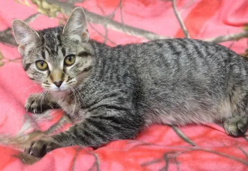 A young medium-sized female Domestic Short Hair cat named Choppie for adoption in Thief River Falls, MN