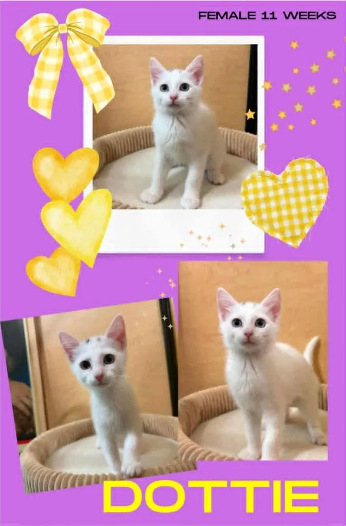A baby small-sized female Domestic Short Hair cat named Dottie for adoption in Blountville, TN