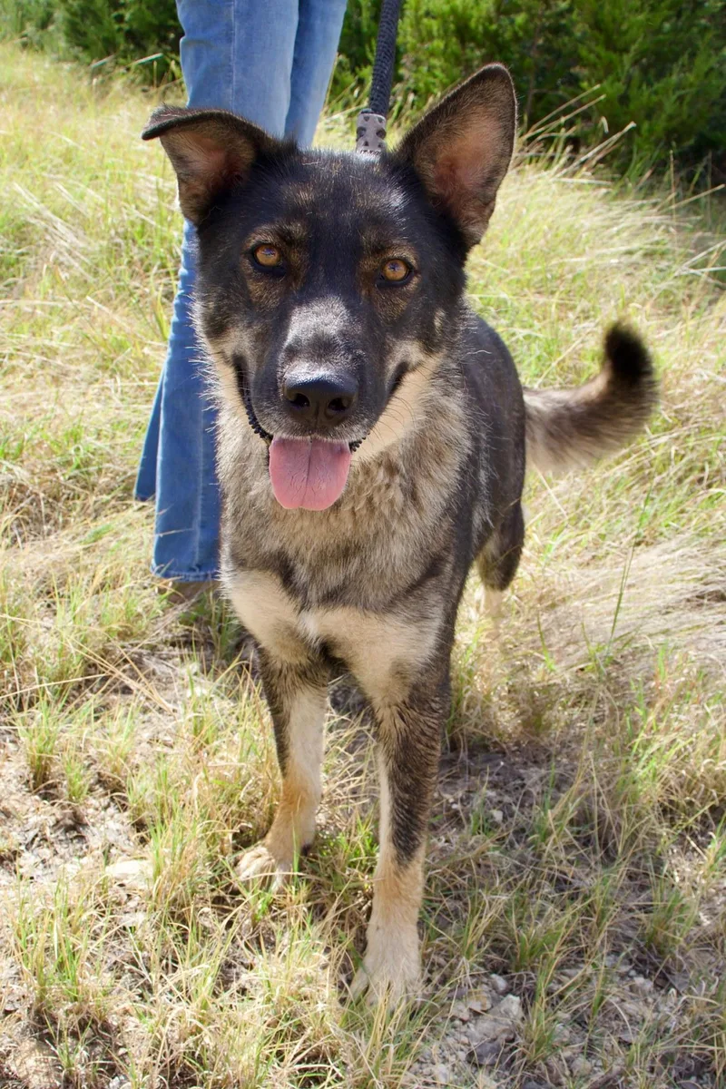 A young medium-sized female Yellow / Tan / Blond / Fawn German Shepherd Dog dog named Selah for adoption in Boerne, TX