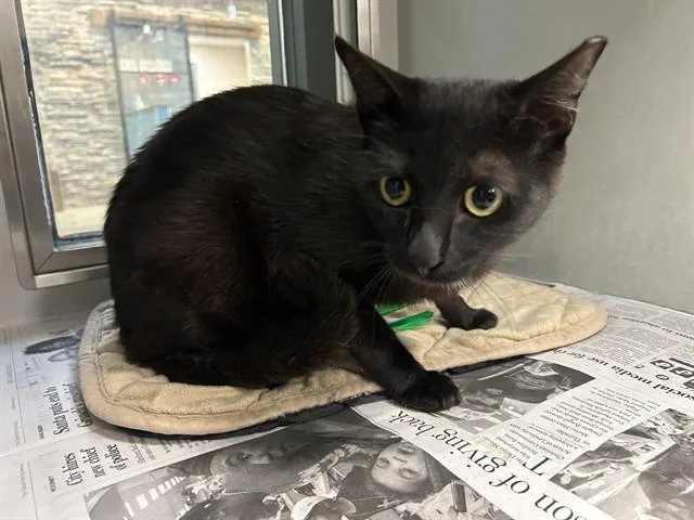 A young large-sized male Domestic Short Hair cat named Night for adoption in Garland, TX