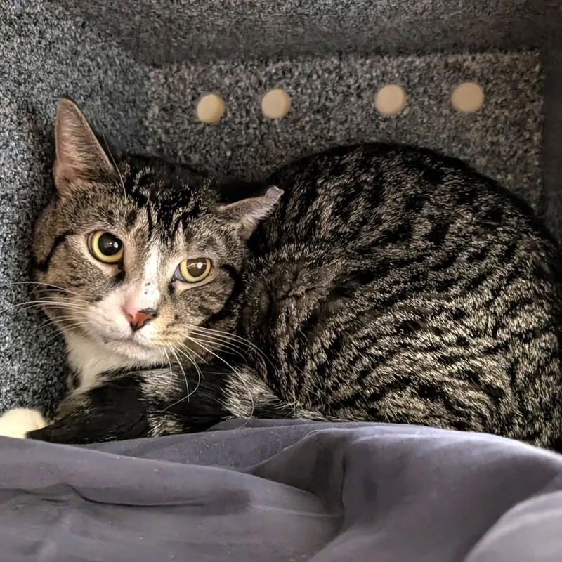An adult medium-sized male Brown / Chocolate Domestic Short Hair cat named Tootums for adoption in Birdsboro, PA