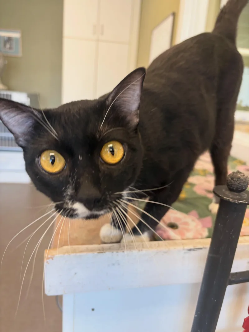An adult medium-sized male Tuxedo cat named Mickey for adoption in Grass Valley, CA