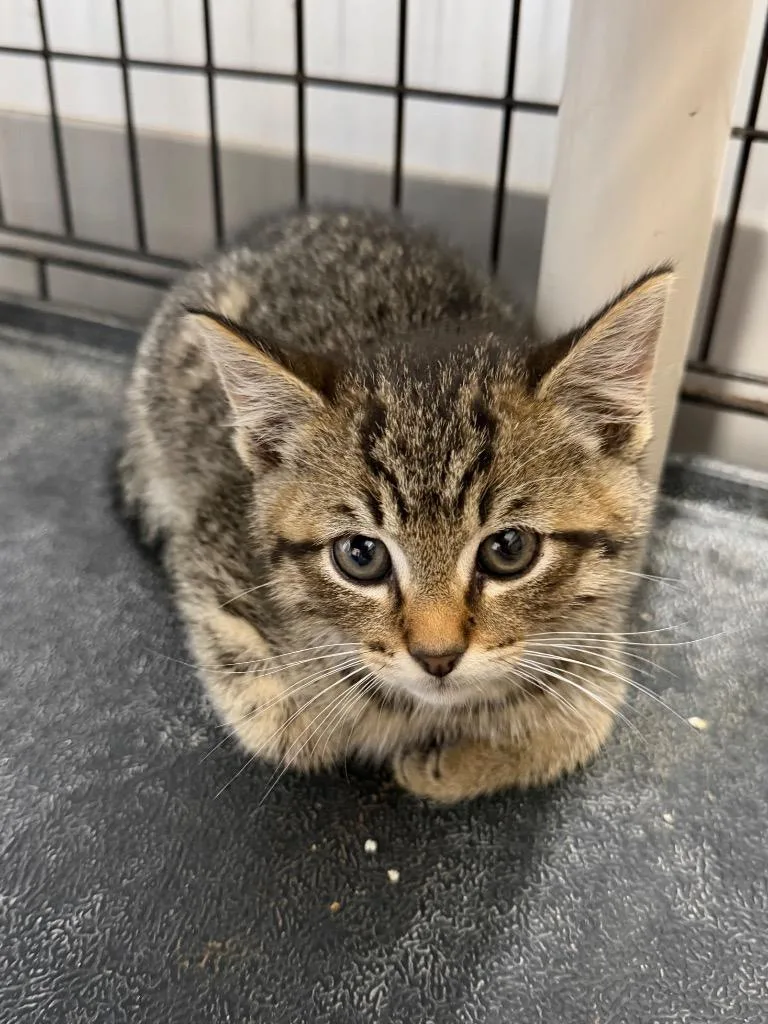 A baby small-sized male Domestic Short Hair cat named Lannister for adoption in Glenfield, NY
