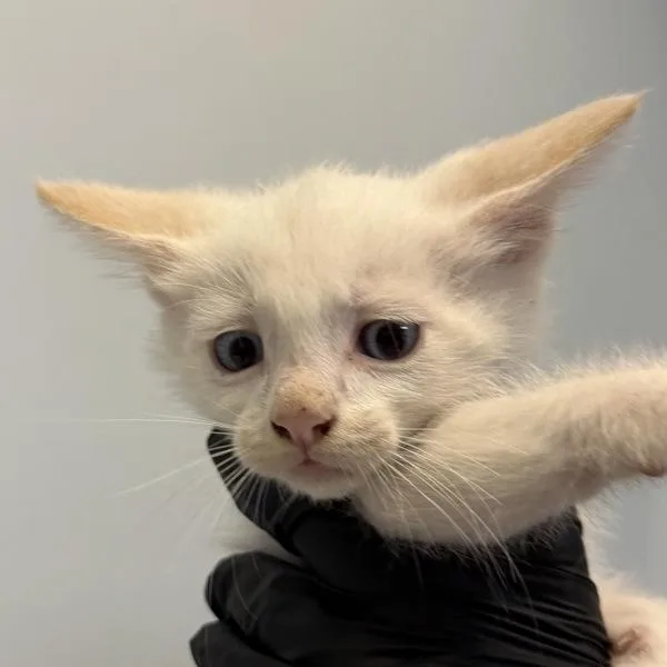 A baby small-sized male Domestic Short Hair cat named Roo for adoption in San Diego, CA