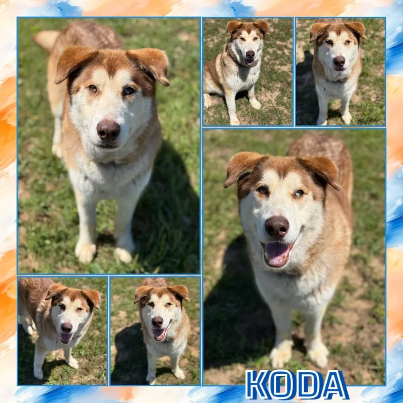 Koda