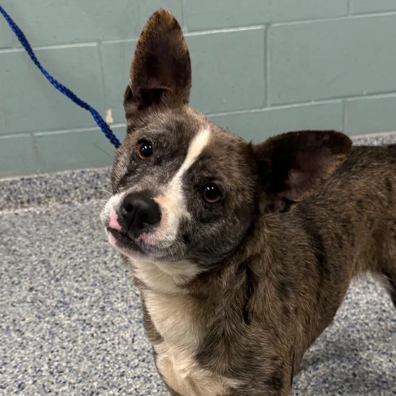 An adult small-sized female Brown / Chocolate Catahoula Leopard Dog dog named Peridot for adoption in Greenville, SC