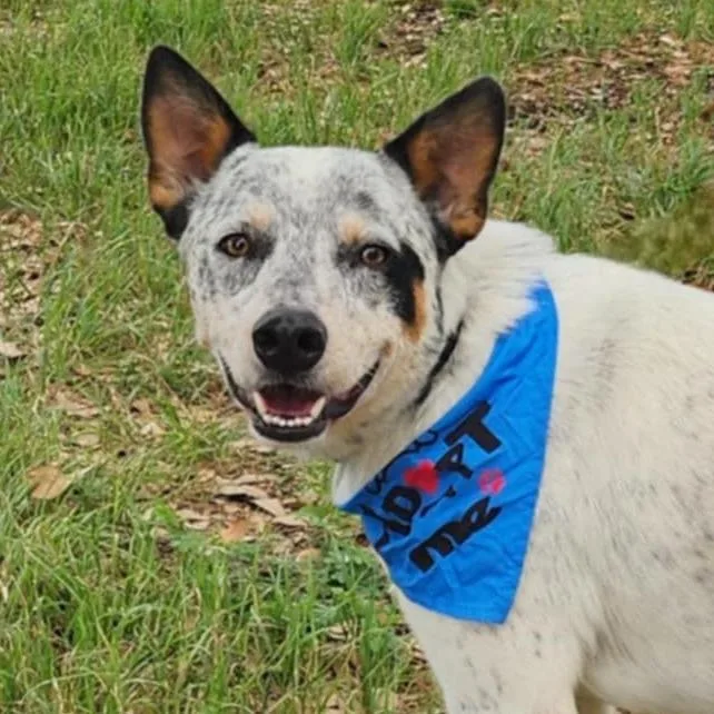 Rocket  Aka Chacho thumbnail 2