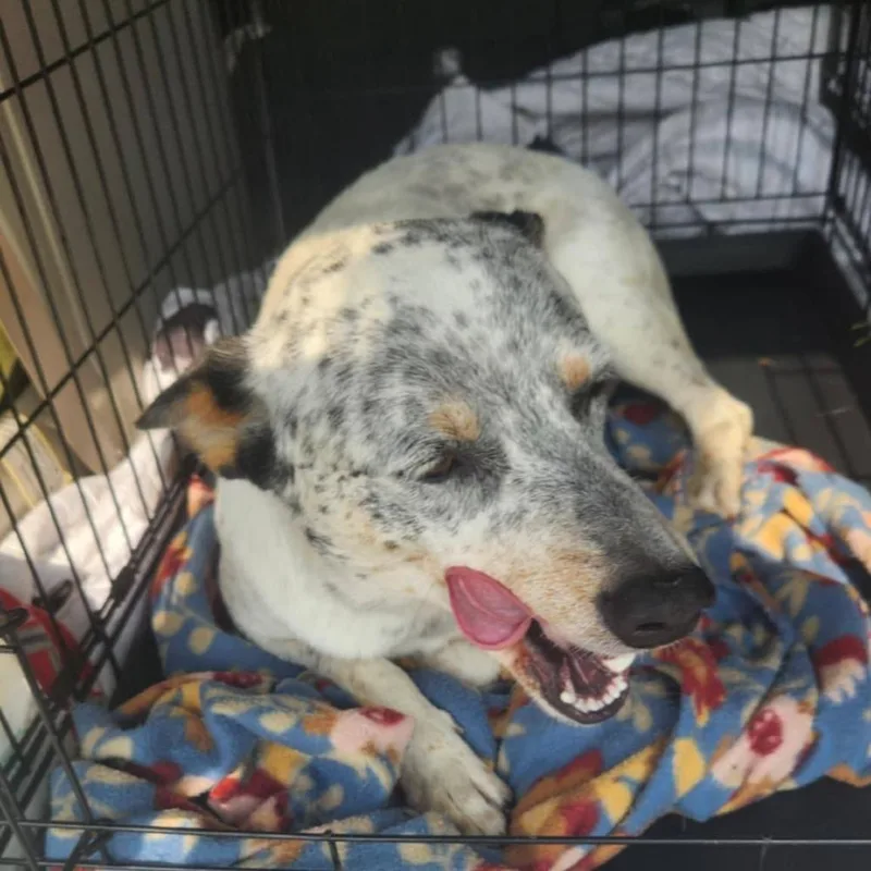 Rocket  Aka Chacho thumbnail 4