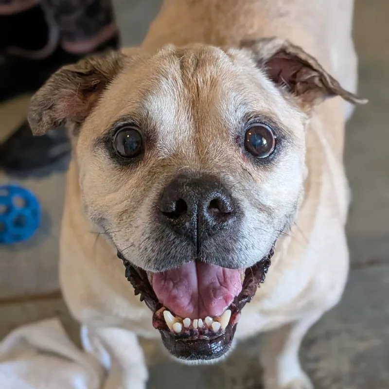 A senior medium-sized male Apricot / Beige English Bulldog dog named Lootaveli for adoption in Ocala, FL