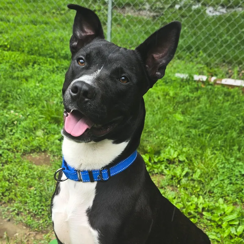 A young large-sized male Black Pit Bull Terrier dog named Bamboozle for adoption in Shepherdsville, KY