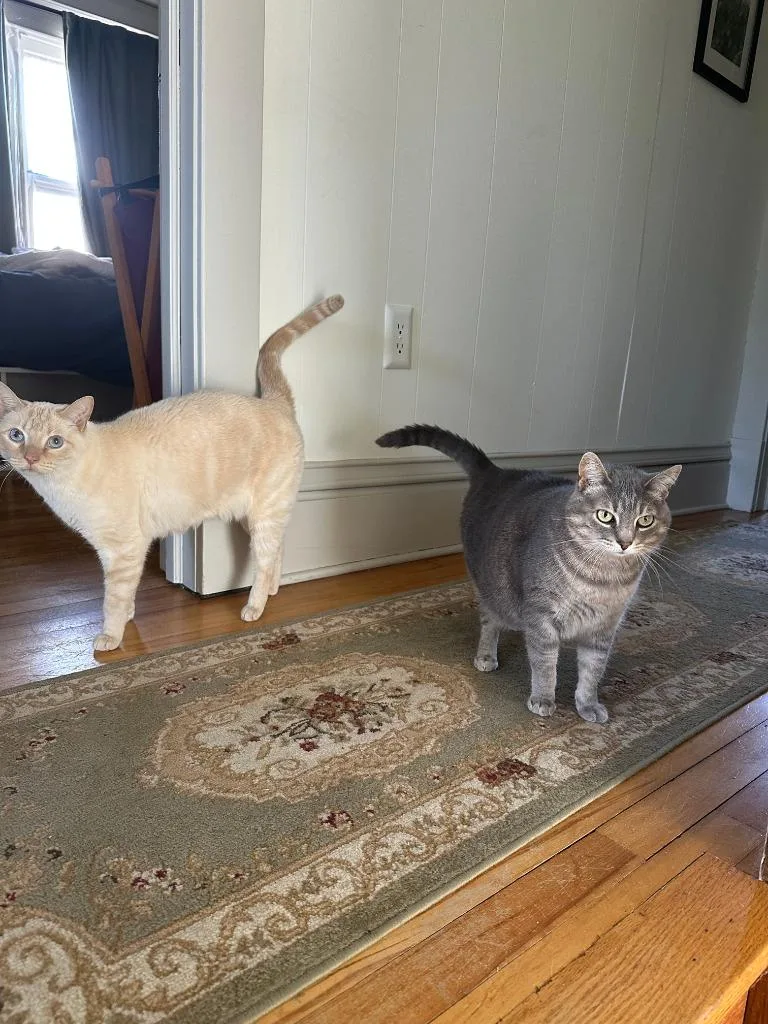 A senior medium-sized female Domestic Short Hair cat named Aryano Longer Accepting Apps for adoption in Minneapolis, MN