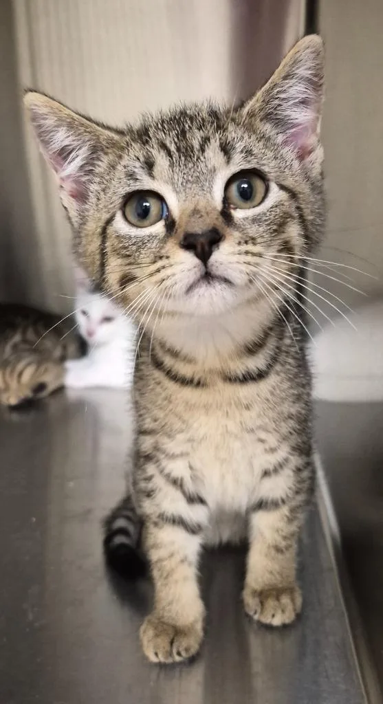 A baby medium-sized male Domestic Short Hair cat named Jazz for adoption in Christiansburg, VA
