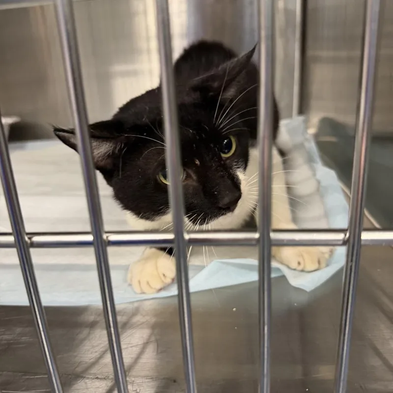 An adult medium-sized male Black Domestic Short Hair cat named Mouse Trap for adoption in Greensboro, NC