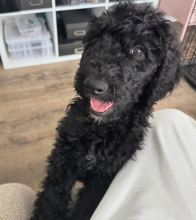 A young medium-sized female Poodle dog named Raven Baxter for adoption in Grafton, WI