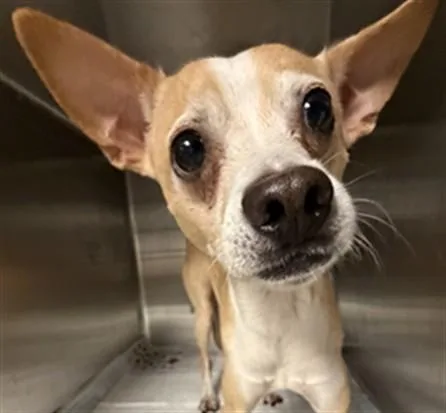 An adult small-sized male Chihuahua dog named Kenny for adoption in Chatsworth, CA