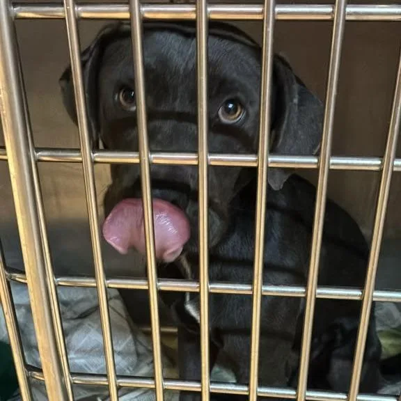 An adult medium-sized male Gray / Blue / Silver Mixed Breed dog named Gimpy for adoption in Gadsden, AL