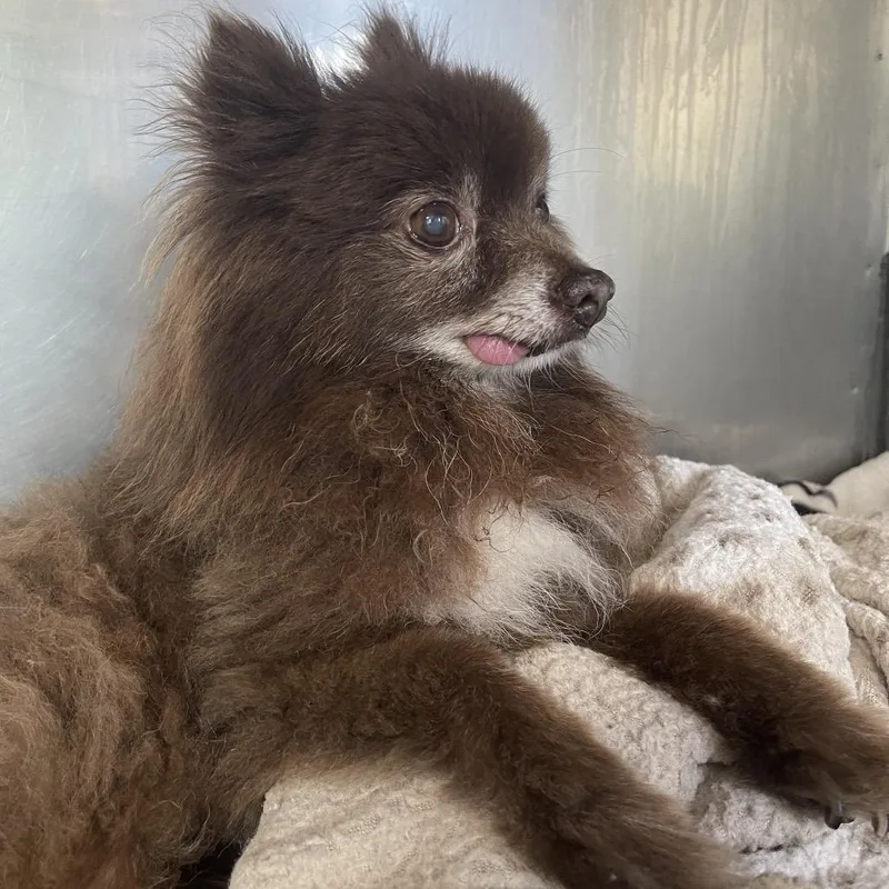A senior small-sized male Brown / Chocolate Pomeranian dog named Kody for adoption in Saint Charles, MO