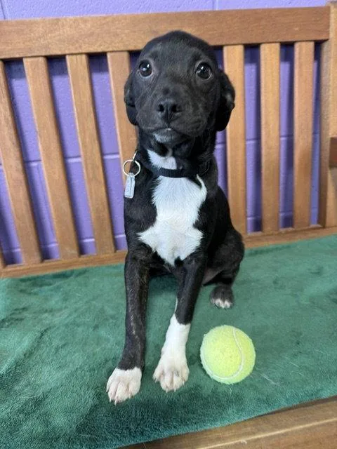 A baby small-sized female Boston Terrier dog named Macie for adoption in North Prairie, WI