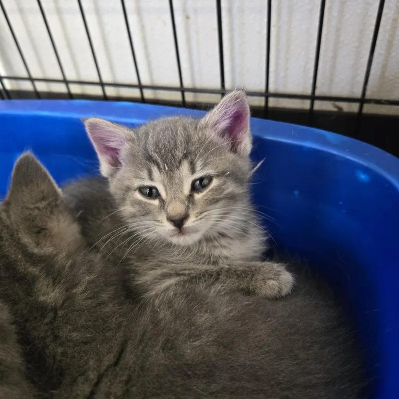 A baby small-sized female Gray / Blue / Silver Domestic Medium Hair cat named Cotton for adoption in Tawas City, MI