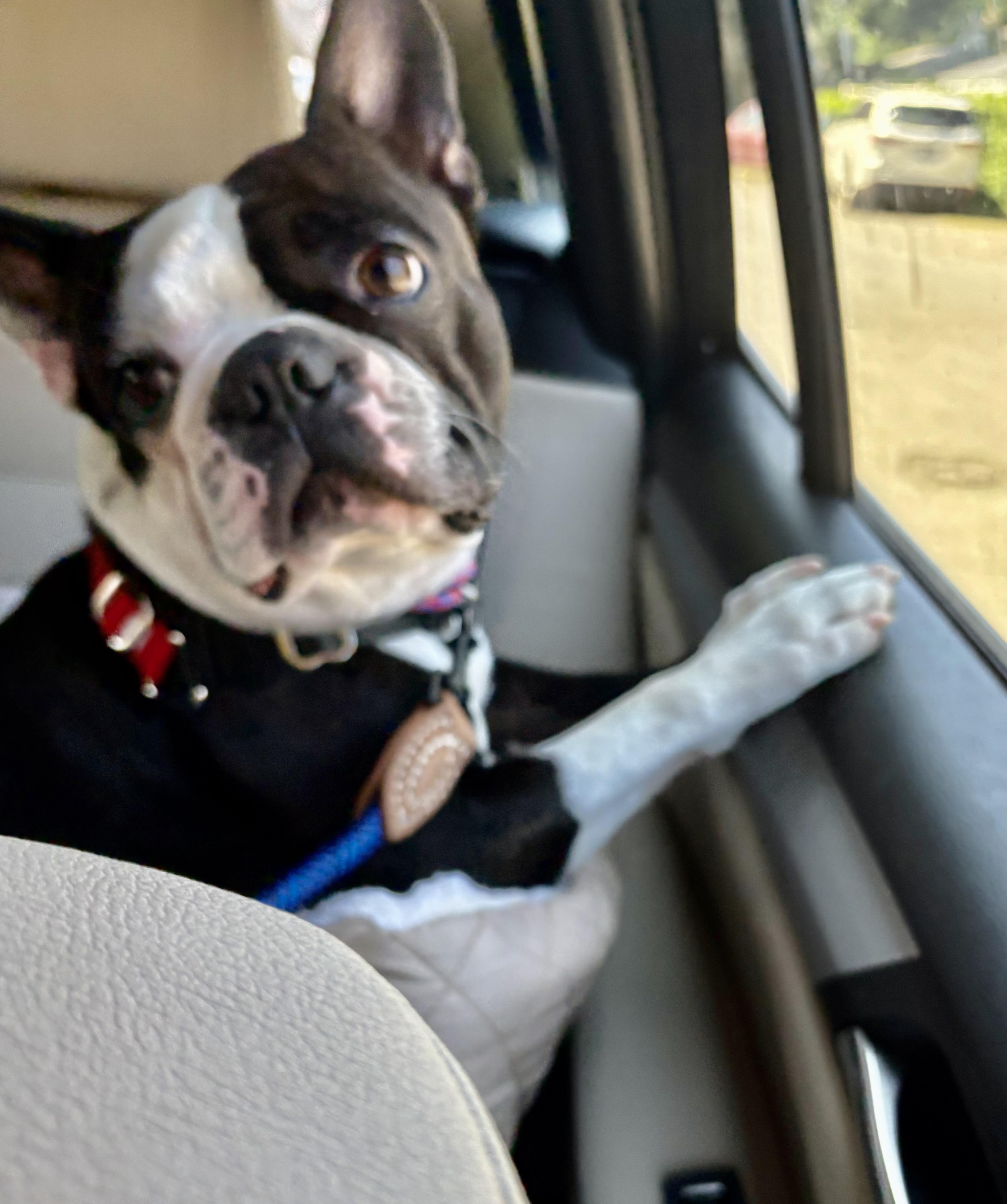 A young small-sized male Boston Terrier dog named Marco for adoption in Seattle, WA