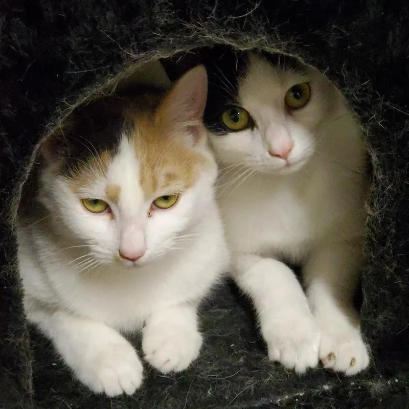 A young small-sized female Calico Domestic Short Hair cat named Lumi for adoption in Granville, OH