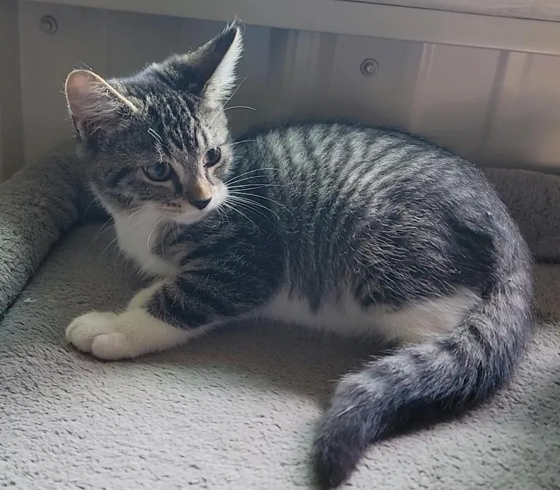 A baby medium-sized male Domestic Short Hair cat named Levi for adoption in Mount Sterling, KY