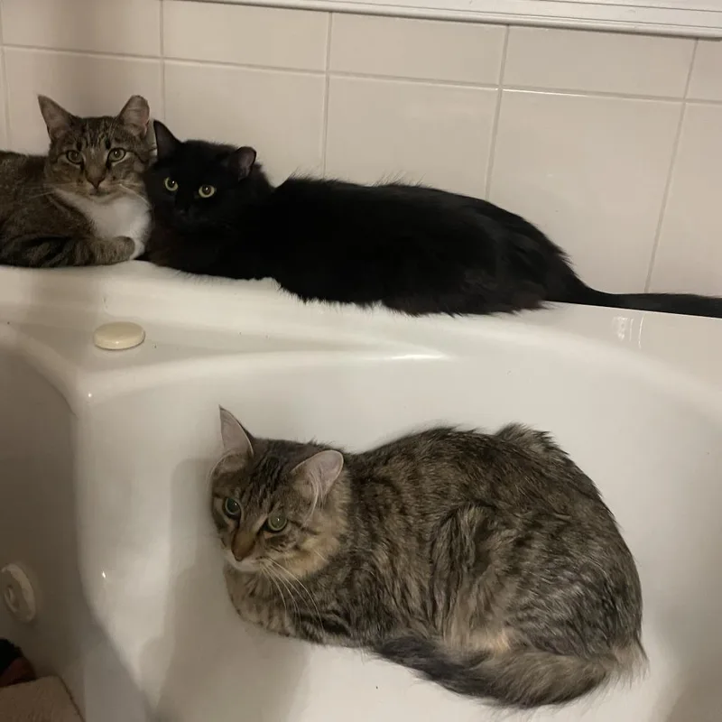 An adult small-sized male Domestic Long Hair cat named Simba Home to for adoption in South Elgin, IL