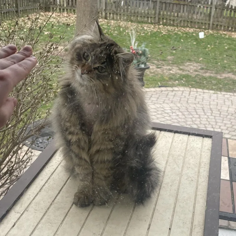 Simba  Home to thumbnail 2