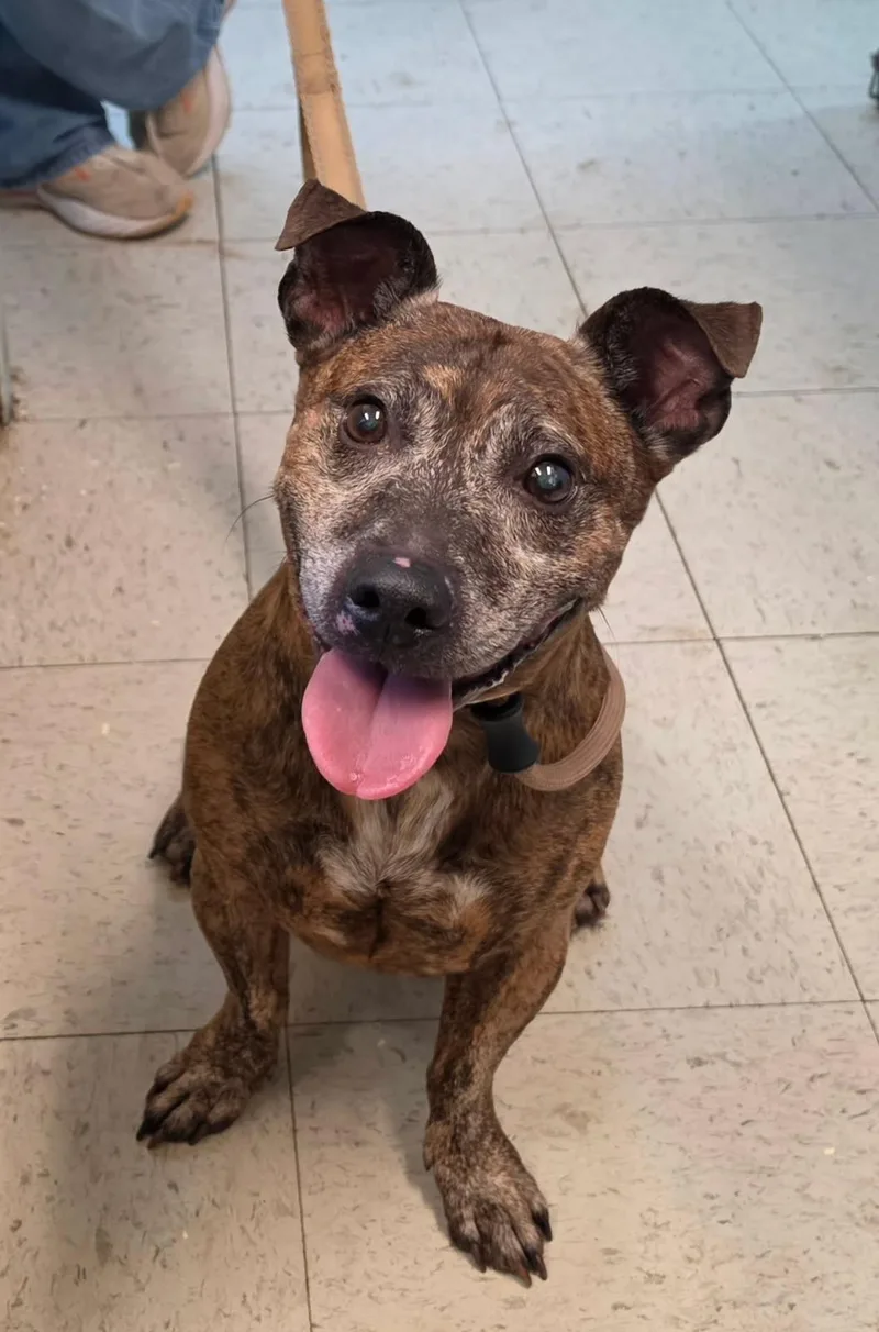 A senior small-sized male Terrier dog named Flapjack for adoption in West Orange, NJ