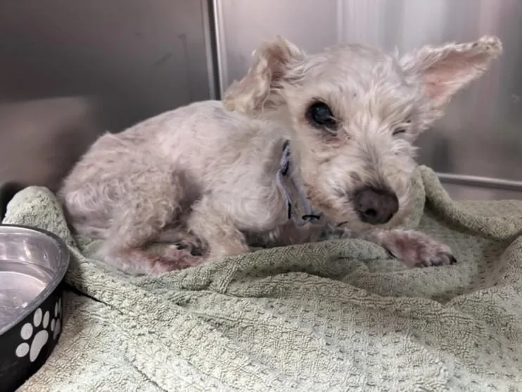 A senior small-sized male Poodle dog named Lollipop for adoption in Santa Fe, NM
