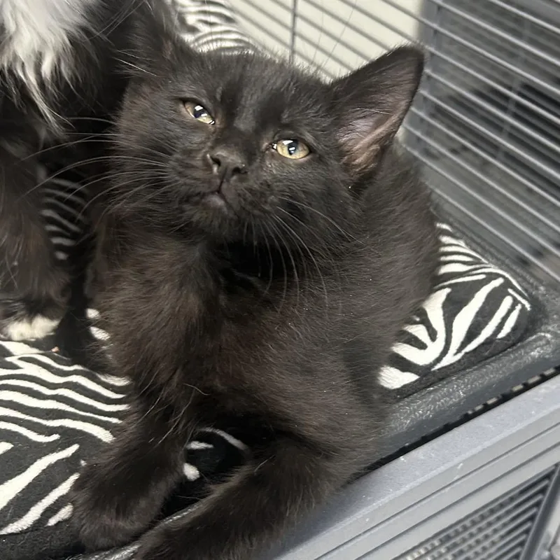 A baby small-sized male Black Domestic Short Hair cat named Georgie for adoption in Hannibal, MO