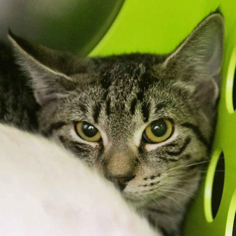 A young medium-sized female Brown / Chocolate Domestic Short Hair cat named Misty for adoption in Middletown, RI