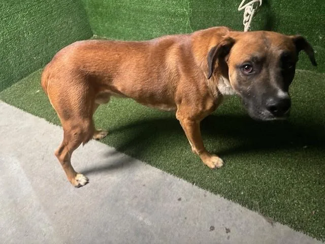 An adult large-sized male Pit Bull Terrier dog named Sam for adoption in Lancaster, CA