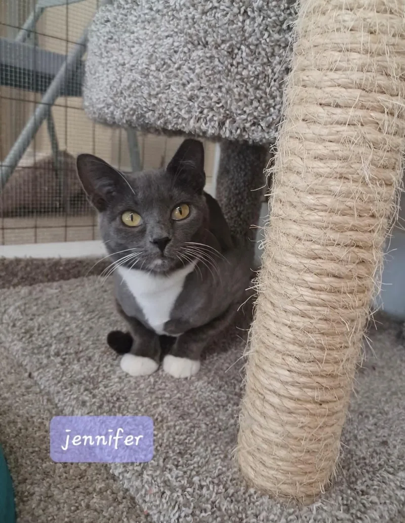 A young medium-sized female Gray & White Domestic Short Hair cat named Jennifer for adoption in Walworth, WI