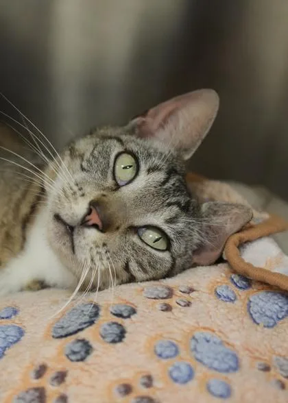 An adult medium-sized female Domestic Short Hair cat named Hawkmoon for adoption in Aiken, SC