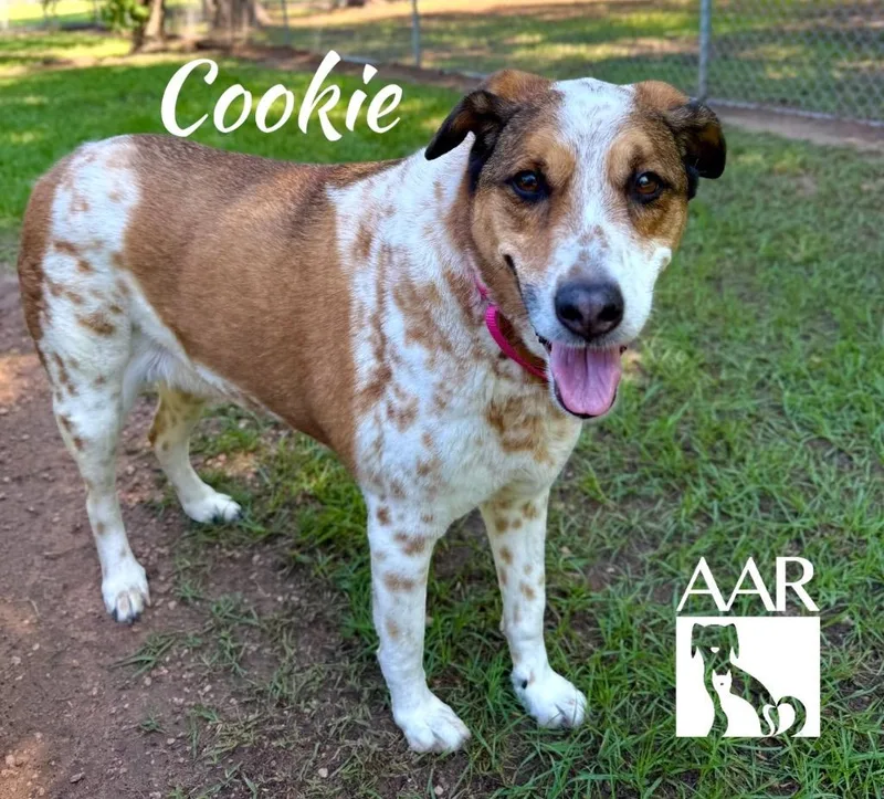 Cookie