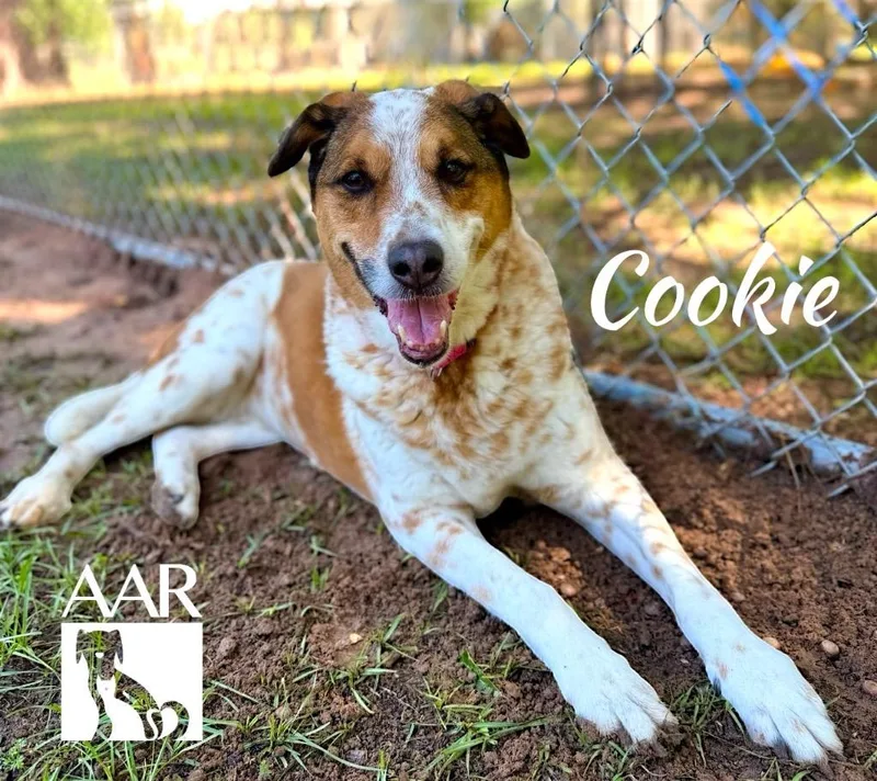 Cookie thumbnail 4