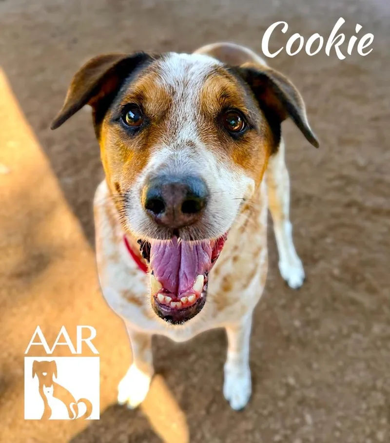 Cookie thumbnail 5