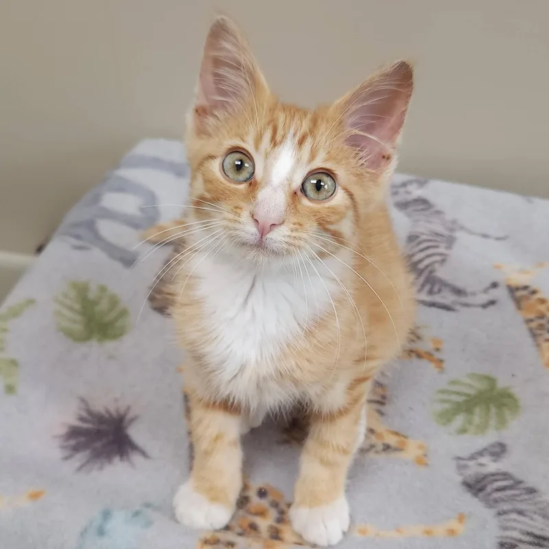 A baby medium-sized male Tabby (Orange / Red) Domestic Short Hair cat named Bartleby for adoption in Marshfield, WI